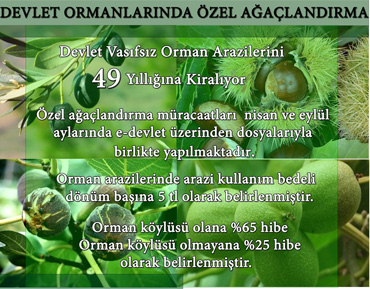 Ekin Ormancılık